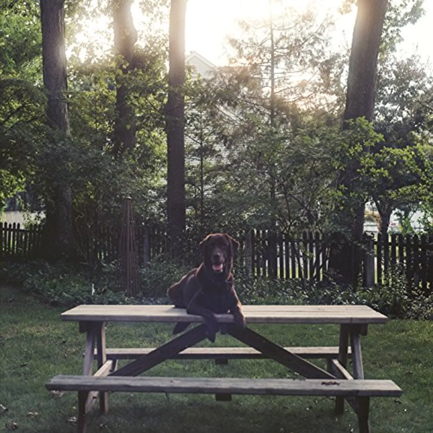 BURNS SPLENDERSON DVD