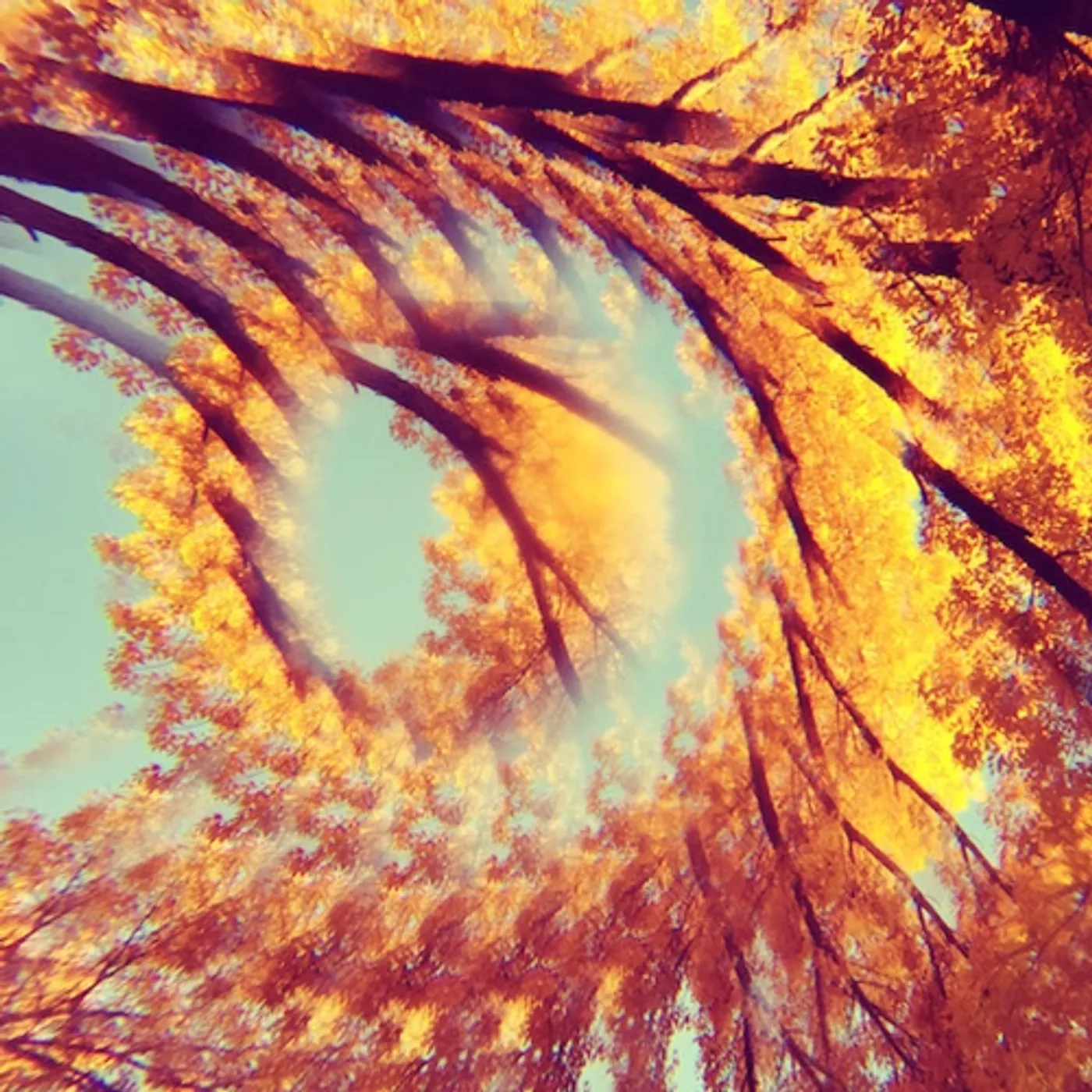 A Hawk And A Hacksaw FOREST BATHING CD