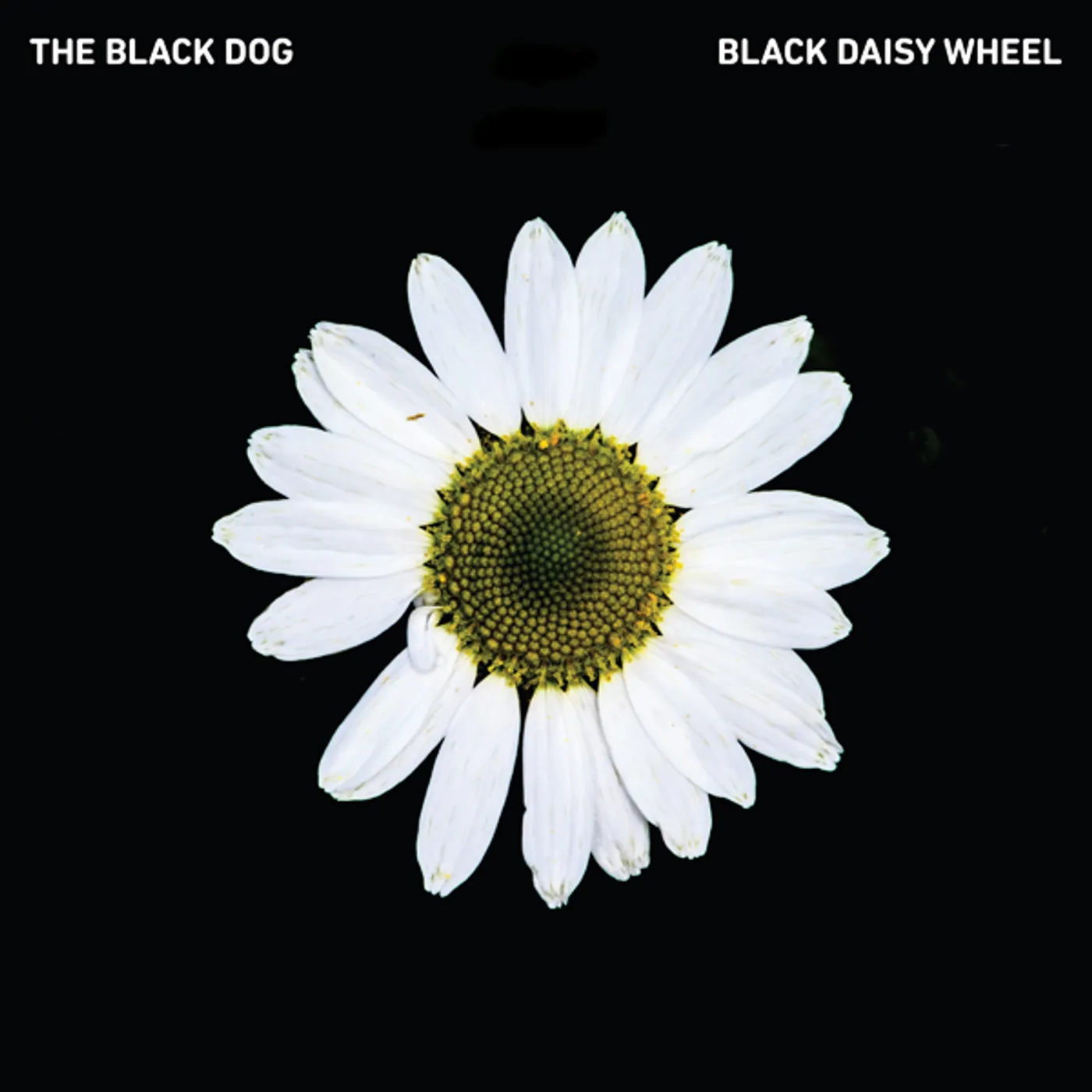 Black Dog Black Daisy Wheel Vinyl Record