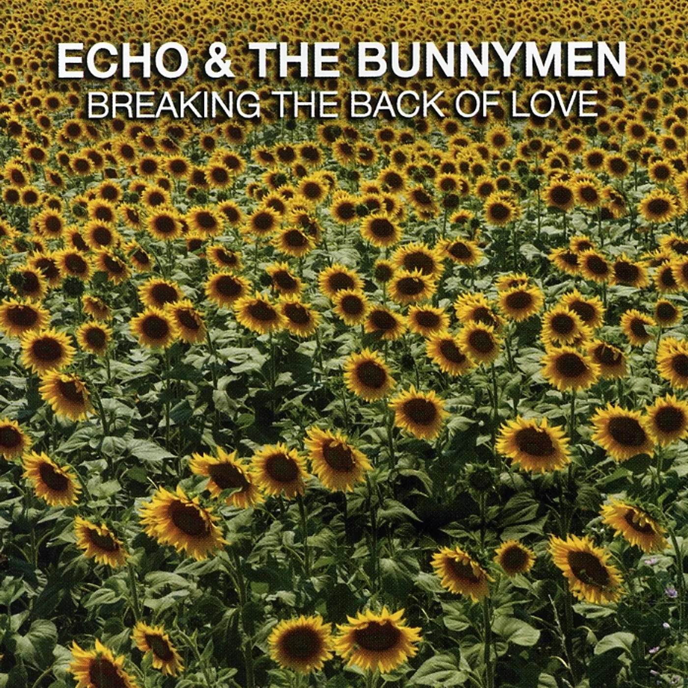 Echo & the Bunnymen BREAKING THE BACK OF LOVE CD