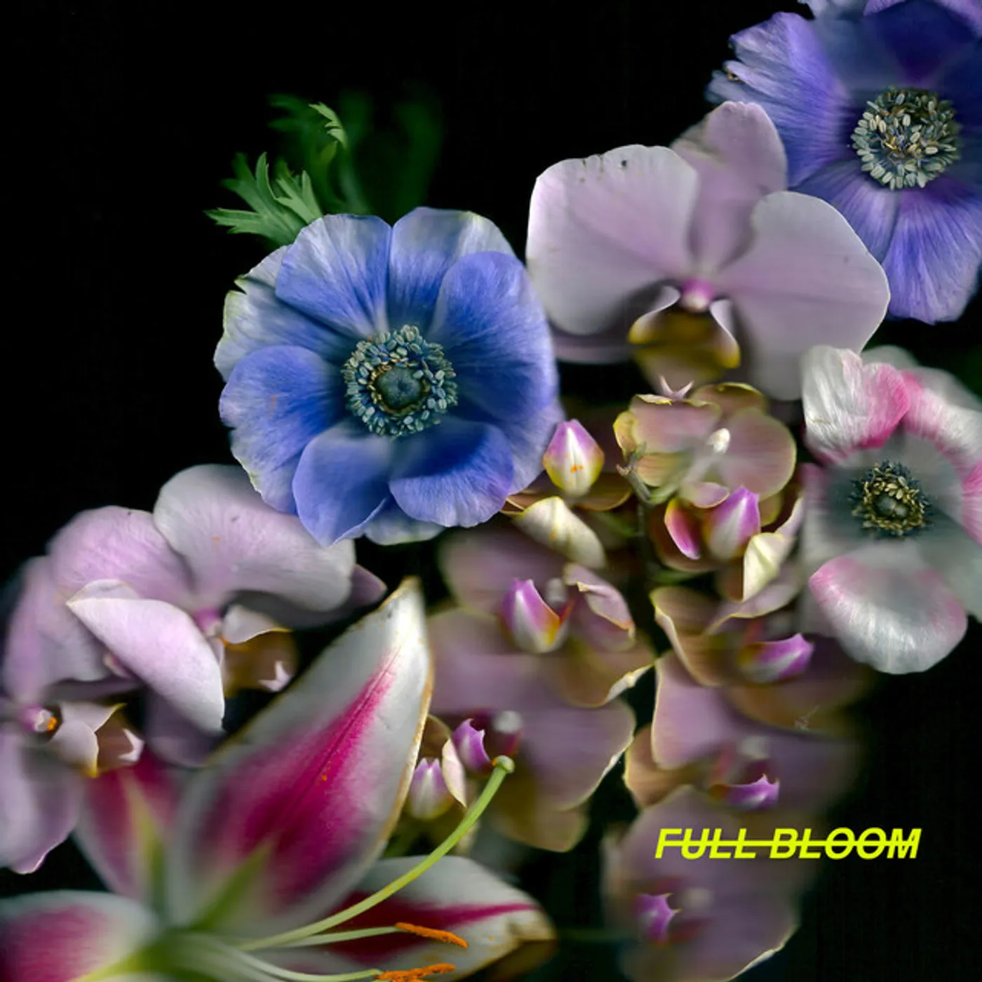 Alpines Full Bloom Vinyl Record