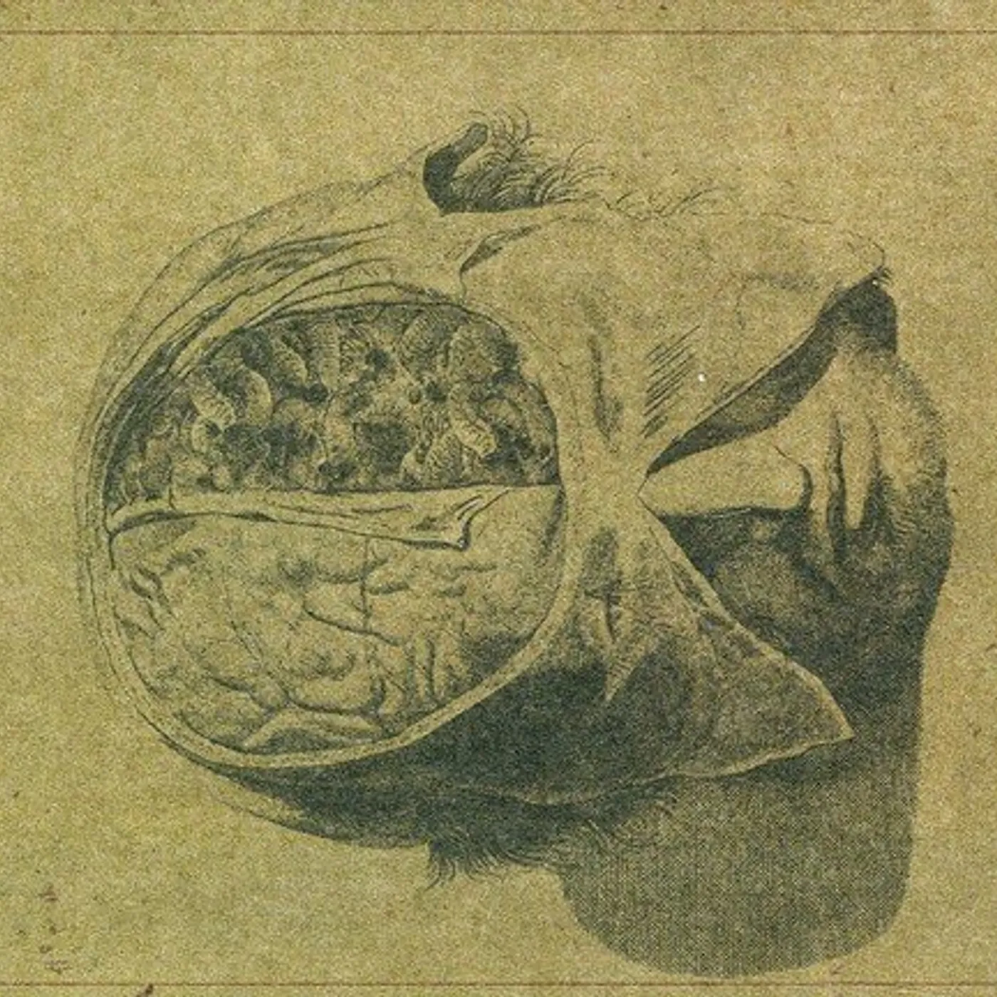 Farsot Insects Vinyl Record