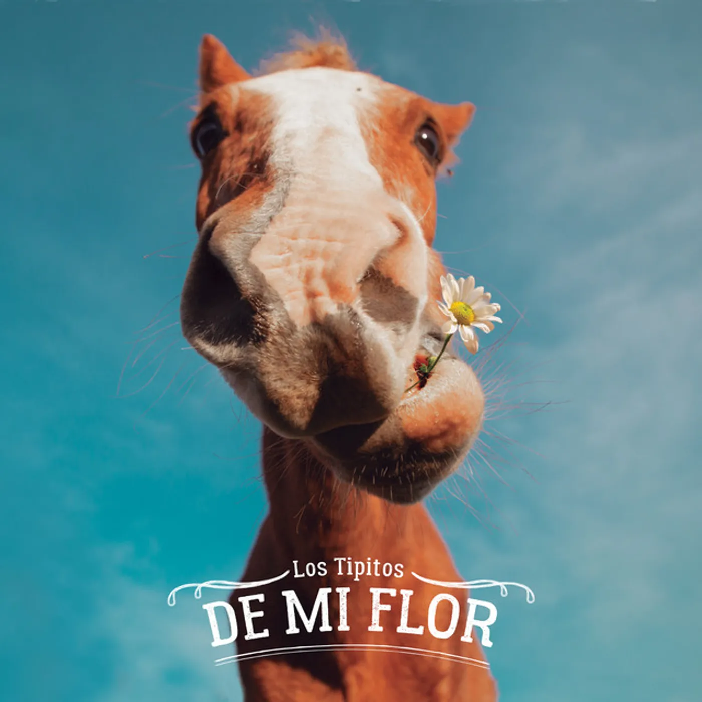 Los Tipitos DE MI FLOR CD