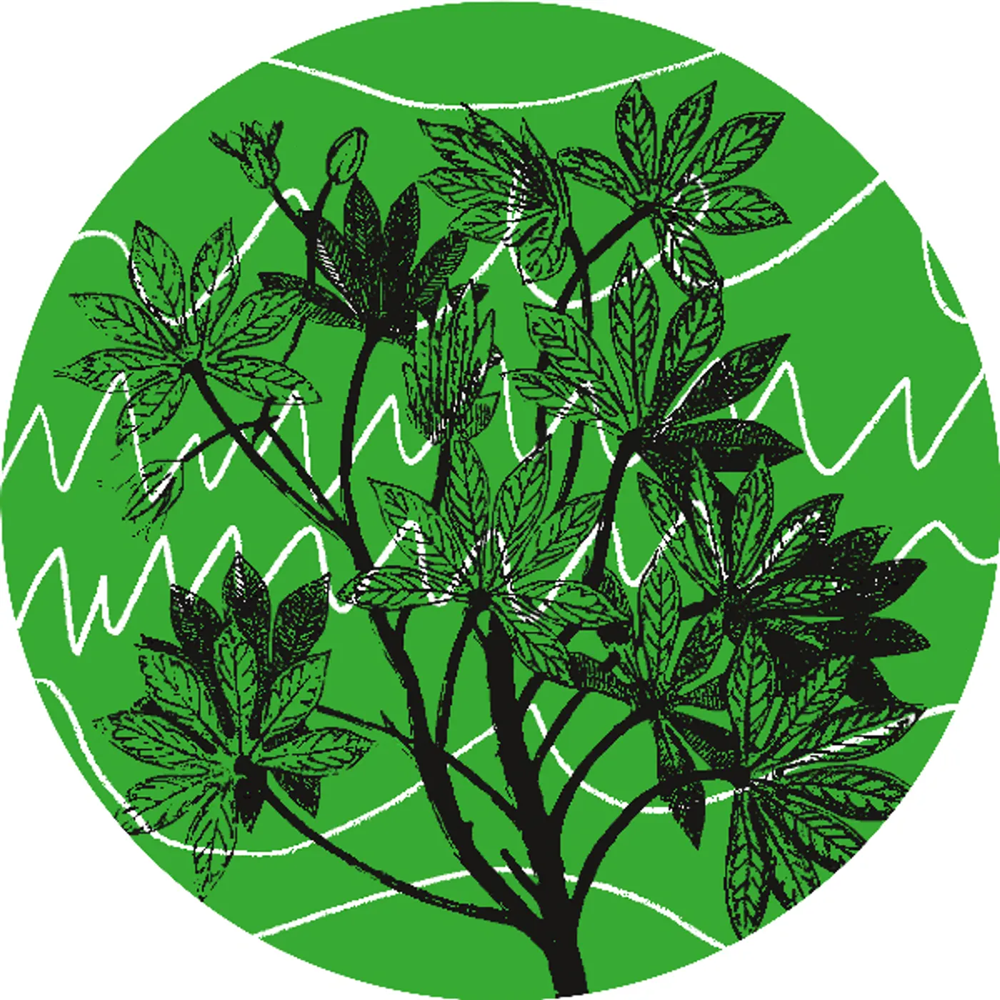 Auntie Flo Brasil Novas Frequencias Vinyl Record