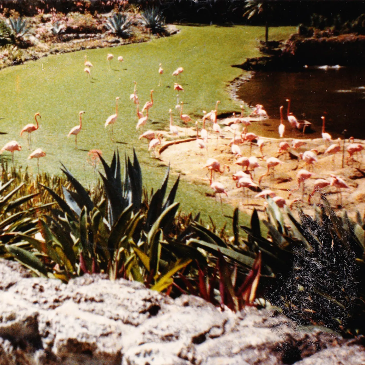 Imaginary Softwoods Gold Fiction Loop Garden Vinyl Record