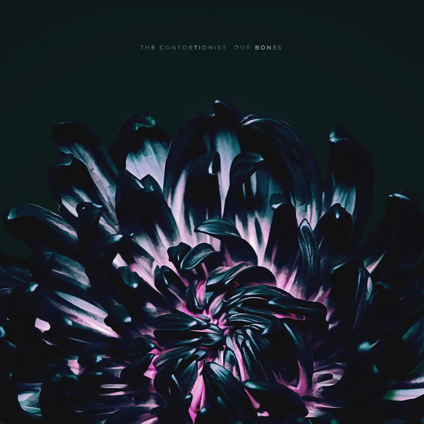 The Contortionist Our Bones Vinyl Record
