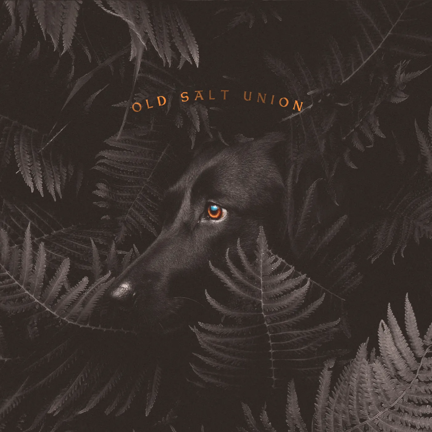 Old Salt Union WHERE THE DOGS DON'T BITE CD