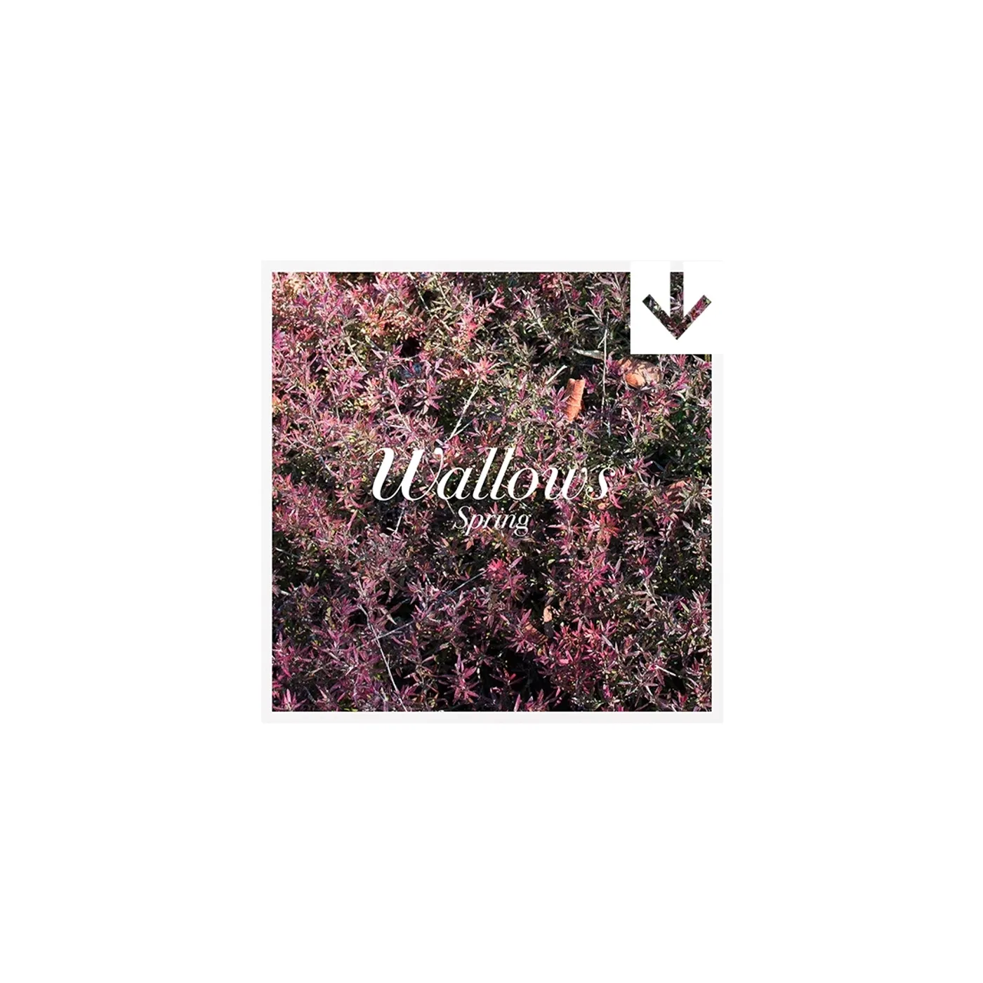 Wallows ‘spring’ EP (Digital Album)